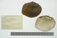 Quadrula quadrula image