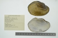 Lampsilis cardium image