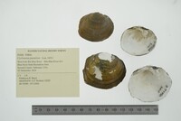 Cyclonaias pustulosa image