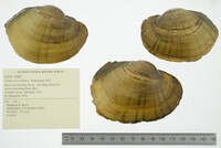 Lampsilis cardium image