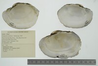 Lampsilis cardium image