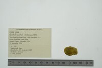 Quadrula quadrula image