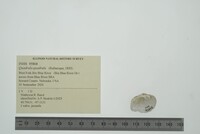 Quadrula quadrula image