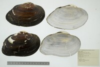 Pyganodon grandis image