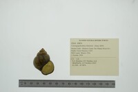 Cipangopaludina chinensis image