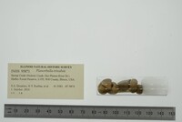 Planorbella trivolvis image