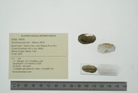 Toxolasma parvum image