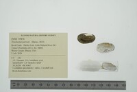 Toxolasma parvum image