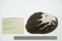 Amblema plicata image