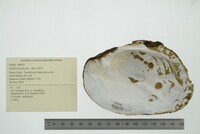 Amblema plicata image