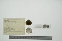 Corbicula fluminea image