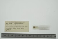 Planorbula armigera image