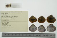 Corbicula fluminea image