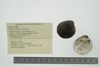 Fusconaia ebena image