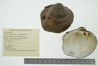 Cyclonaias nodulata image