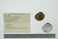 Obovaria olivaria image