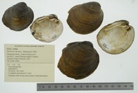 Obovaria olivaria image