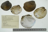 Obovaria olivaria image