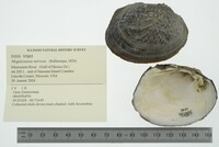 Megalonaias nervosa image