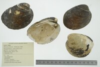 Obovaria olivaria image