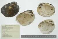 Obovaria olivaria image