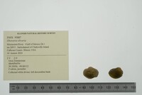 Obovaria olivaria image