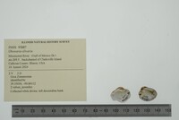 Obovaria olivaria image