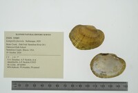 Lampsilis fasciola image