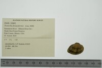 Truncilla donaciformis image