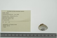 Truncilla donaciformis image