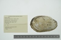 Lampsilis siliquoidea image