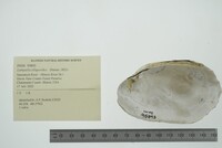 Lampsilis siliquoidea image