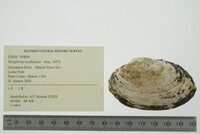 Strophitus undulatus image