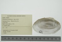 Strophitus undulatus image