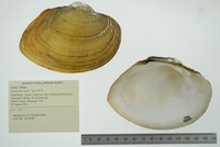 Lampsilis ovata image