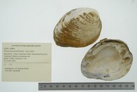 Pleuronaia dolabelloides image