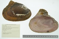 Potamilus alatus image