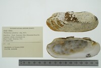 Theliderma cylindrica image