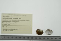 Toxolasma lividum image