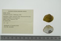 Truncilla truncata image