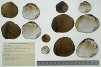 Cyclonaias pustulosa image