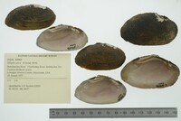 Media resource of Elliptio arca