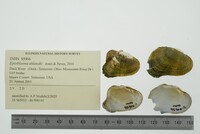 Epioblasma ahlstedti image