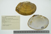 Lampsilis fasciola image