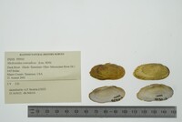 Medionidus conradicus image