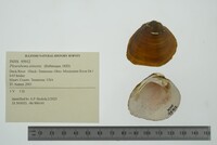 Pleurobema sintoxia image