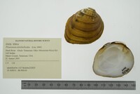 Pleuronaia dolabelloides image