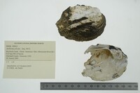 Amblema plicata image