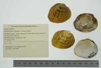 Pleurobema oviforme image