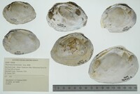 Pleuronaia barnesiana image